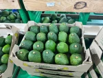 HASS AVOCADO SUPPLIER
