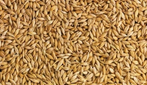 Barley (Animal Feed)