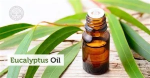 Eucalyptus Oil (Nilgiri Oil)