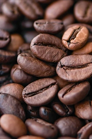 Robust & Bold Robusta Coffee Beans – Screen Size 16+ | Bulk Supply