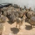 Import 100% Healthy Ostrich Chicks , Fertilized Eggs,Red and Black neck ostrich chicks from China