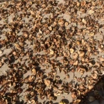 100% Natural Wild Honey Mushroom Dried Hazel Mushroom