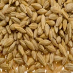 100% Organic Malt Barley, Hulled Barley, Pearl Barley For Sale