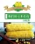 Import 100%Maturity and Common Cultivation Type fresh corn for sale yellow and white fresh waxy corn from China
