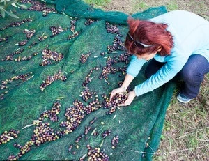 2018 Olive Harvest Machine Knitting HDPE Agricultural Plastic Olive Net