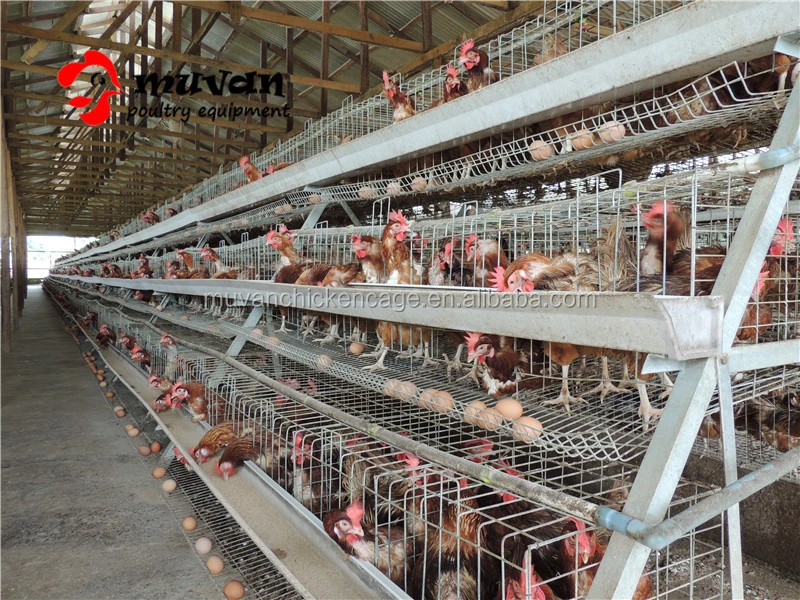 2020 Nigeria Q235 low carbon steel wire mesh layer chicken batter cage with all accessories