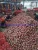Import 2021new Crop Chinese Red Onion Yellow Onion, 10kg 20kg Mesh Bag Round Frozen Fresh Red Yellow White Onion From Factory from China