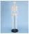Import 85cm Full Body Flexible Skeleton Anatomy Model Medical Teaching Human Skeleton Model from China
