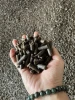 A class for sale Wood pellets for heating Standard size Big pellet wood 15-20 kg bags heating wood pellets