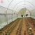 Import Agricultural Irrigation System/Sprinkle Irrigation Machine/Drip Irrigation from China