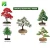 Import Amazon cheap hot sale real ornamental plants naturally grow chinese bonsai tree kit from China