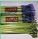American celery