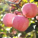 Apple Fuji Variety Apples Premium Red Top Sweet Crop Style Time Packing September Color Weight Origin Type Fruits Quality High