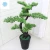 Import Attractive decorative artificial podocarpus landscaping podocarpus bonsai tree from China