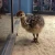 Import Baby Ostrich Chicks / Baby Ostrich From Thailand from China