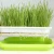 Import Basket bean Sprouts Plate Seeding Case Flower Plant Germination Grow Boxes from China