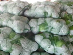 best price of fresh cabbage with high quality