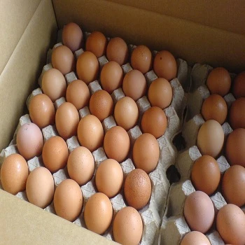 Best Quality Organic Fresh Chicken Table Eggs available