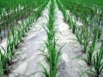 Black/ transparent/ Colourful Biodegradable mulch film for farm