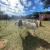 Import Boer Goats / Saanen Goats / Anglo-Nubian Goats from South Africa