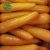Import carrot export from china farm natural fresh carrot from China