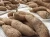 Import CASSAVA TUBERS WHOLESALE from South Africa