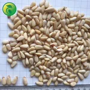 Cheap Bulk Pine Nuts Turkish Pine Nuts Pine Nut Supplier In China