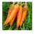 Import Cheap fresh carrot from Vietnam Export to EU USA Japan - High quality carrots with ISO Certificate - carrot fresh Free tax from Vietnam