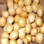 Cheap Price Top Quality Premium Ginkgo Nuts