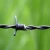 Import Cheap Razor Barbed Wire/Chain Link Fence Top Barbed Wire/Farm Fencing Wire from China