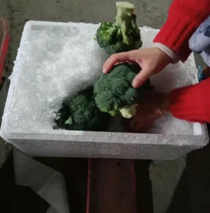 China fresh broccoli vegetables