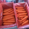 China fresh carrot factory exporting 2018