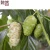 Import China Hainan factory manufacturer export Organic 100% natural dried noni fruit slice health food tea from China