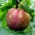 Import Chinese red sweet sour fruit iqf frozen half cut plums for sale from China