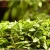 Import Chinese Supplier Slimming Green Tea LaoShan Organic Healthy Tea from China