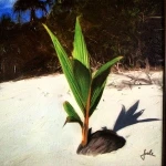 Coconut Plants