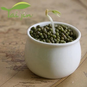 Common Cultivation Bulk Dried Export Green Mung Beans for Sprouting