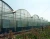 Import competitive price plastic film greenhouse from China