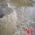 Import corn/maize flour corn powder from China