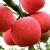 Import Delicious Fresh  Red Fuji  Apples  Export Quality from South Africa