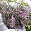 Dried Natural Limonium StaticesinuateL Flower At Wholesale Price