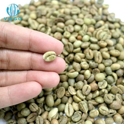 Export Import Robusta Coffee Beans Screen 13 Standard Green Coffee