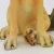 Import Factory Custom made best home decoration gift figurine polyresin Ornament wold dog Statue from China