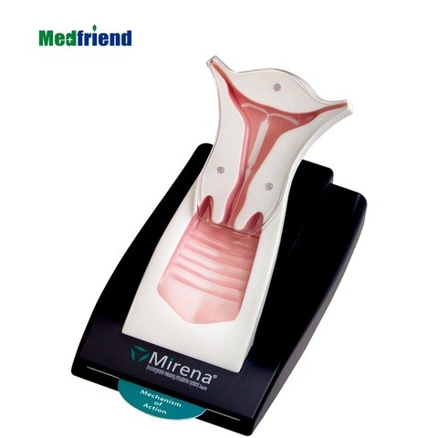 Factory Price Advanced Anatomical Female IUD Demonstration Model