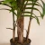 Import fake home decoration indoor bonsai potted plant ornaments artificial plant from China