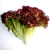 Import farm selling red leaf lettuce romaine type no pest leaf vegetables from China