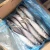 Import Fresh catch seafood of mackerel fresh and frozen horse mackerel from China
