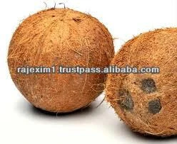 Fresh Coconut Price for UAE Market