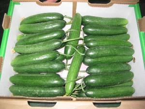 FRESH CUCUMBER WITH BEST PRICE AND HIGH QUALITY