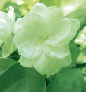 Fresh cut flower jasmine types of ornamental plants